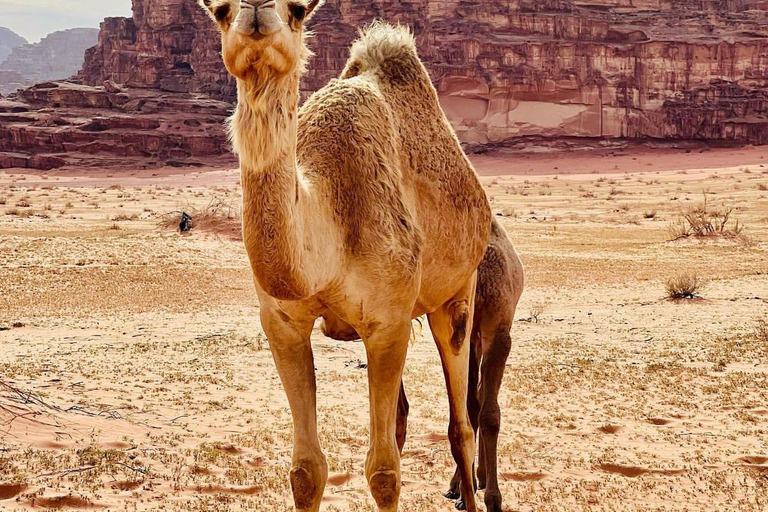 Wadi Rum: Hidden Valleys Tour with Bedouin Lunch