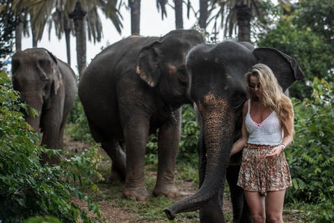 Halfday program with elephant on the beach (3.30hours) Feed and Bathing will elephants at private beach