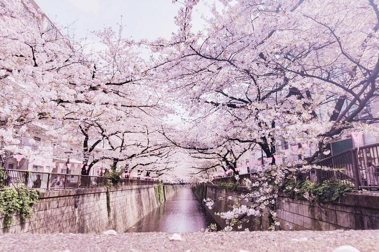 Cherry Blossom Seasonal Special: Classic Tokyo Day Tour Includes beef set meal