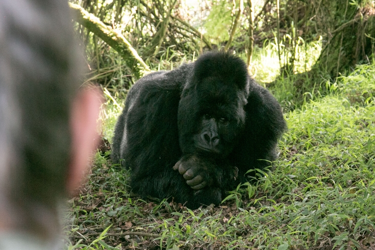 Bwindi, Excursión a los Gorilas desde Kigali, con el Lago Mutanda - 3 días