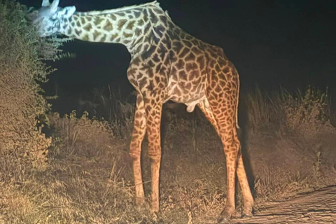 Nairobi National Park Night Safari with Armed Rangers