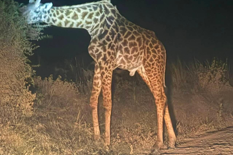 Nairobi National Park Night Safari with Armed Rangers