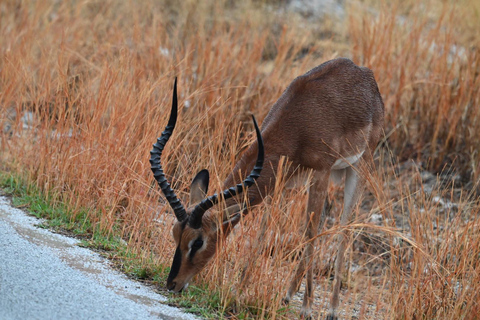 Windhoek: 3-Day Guided Safari in Etosha with Lodge