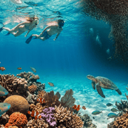 Cebu: Oslob Whale Shark and Moalboal Snorkeling Tour