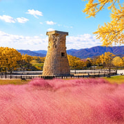 Gyeongju Pink Muhly & Autumn Maple Tour from Busan
