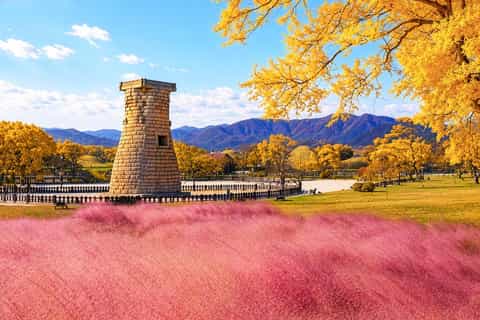 Gyeongju Pink Muhly & Autumn Maple Tour from Busan - Image 3