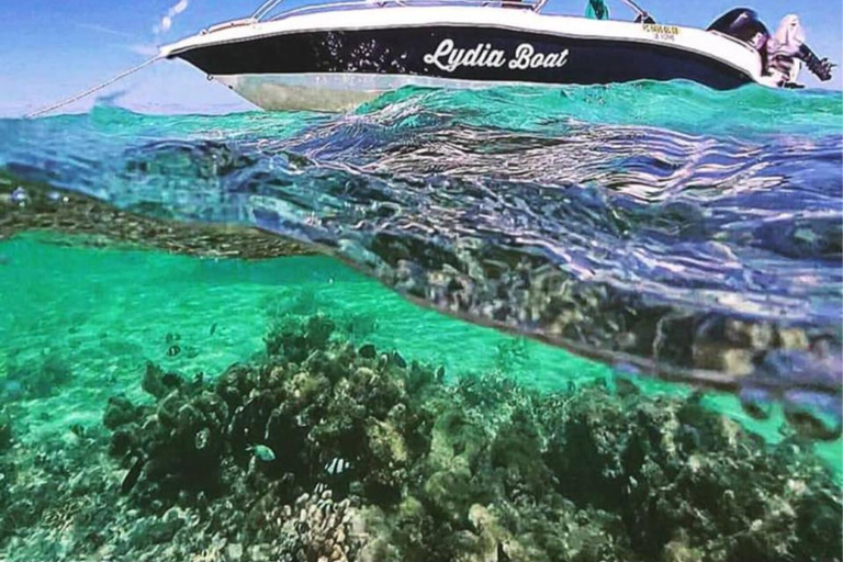 Le morne:Obserwowanie wielorybów i delfinów,Pływanie z delfinamiLe morne: Obserwacja wielorybów i delfinów oraz pływanie