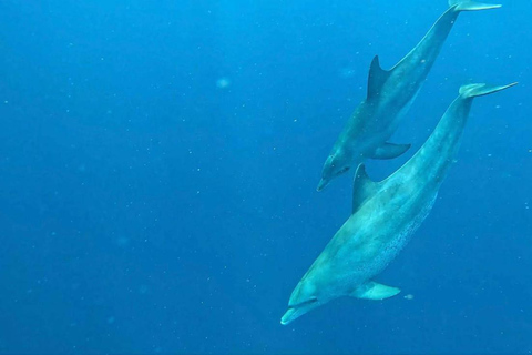 Zanzibar: tour privato dell'isola di MnembaTour privato. Non c'è il servizio di prelievo in hotel e non c'è il pranzo.