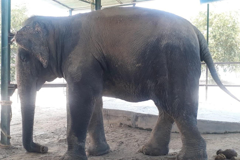 Jaipur: Amer fort, Hawa Mahal and Elefantastic Jaipur Tour