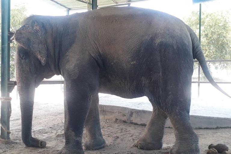 Jaipur: Amer fort, Hawa Mahal and Elefantastic Jaipur Tour