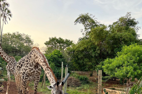 DIANI: EINE MAHLZEIT MIT GIRAFFEN TEILENEINE MAHLZEIT MIT GIRAFFEN TEILEN