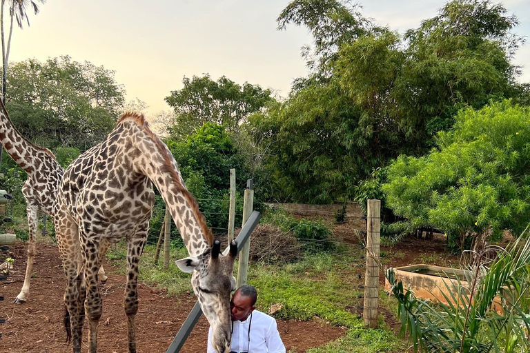 DIANI: EINE MAHLZEIT MIT GIRAFFEN TEILENEINE MAHLZEIT MIT GIRAFFEN TEILEN