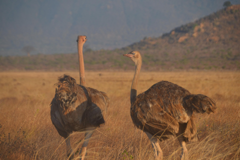 Da Mombasa/Diani: Safari di 2 giorni nel Parco Nazionale dello Tsavo Est