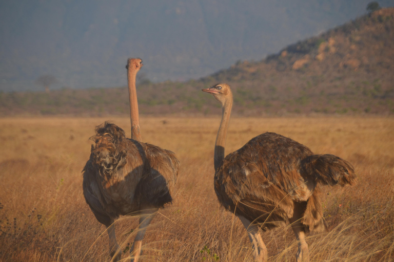 Desde Mombasa/Diani: Safari de 2 días por el Parque Nacional del Tsavo Oriental