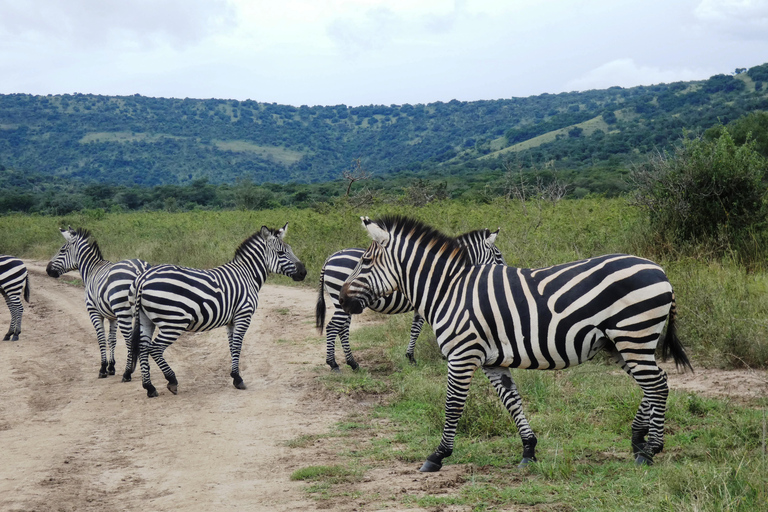 Z Kigali: 2-dniowe safari w Parku Narodowym Akagera z łodzią