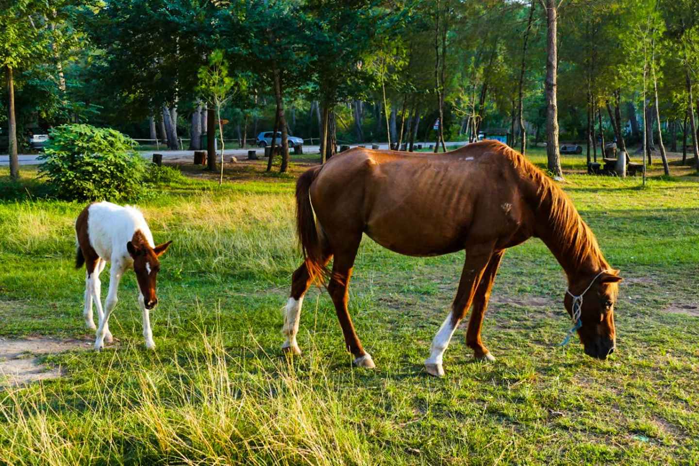 Frá Durres: Bátferð um Divjaka & Karavasta lón