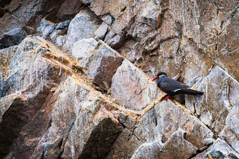 Lima : Excursion d&#039;une journée à Ballestas et Huacachina avec vol sur les lignes de Nazca