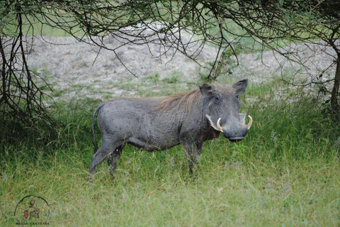 Selous : Un safari hors route d&#039;une journée au départ de Zanzibar