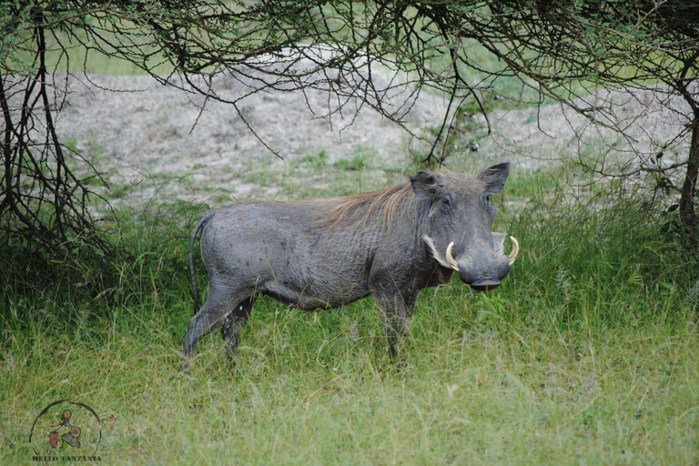 Selous : Un safari hors route d&#039;une journée au départ de Zanzibar