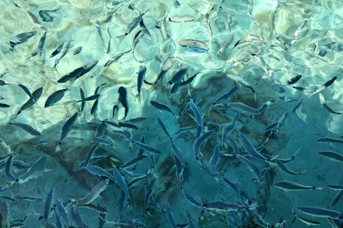 Porto-Vecchio : visite de l&#039;archipel des Lavezzi et de l&#039;île de CerbicalePorto-Vecchio : visite de l&#039;archipel des Lavezzi et de l&#039;île de Cerbicales