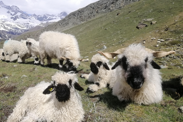 Zermatt: Matterhorn Glacier Paradise &amp; Schwarzsee-wandeling