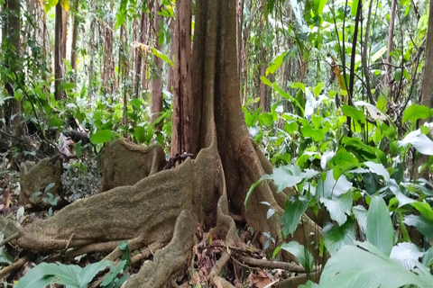 1-daagse Thaise berg Eco Trek