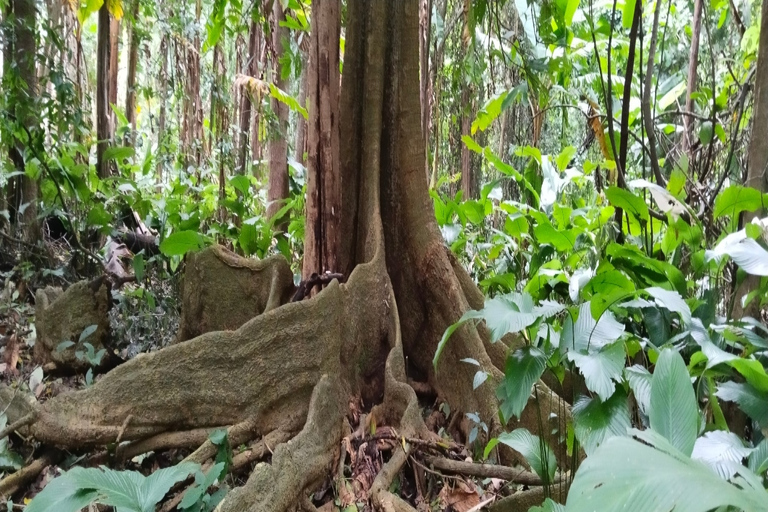 Chiang Mai Trekking (Non-touristic Trail)Chiang Mai Trekking