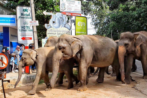 Kandy &amp; Pinnawala: Upptäck kultur och natur på en dagstur.