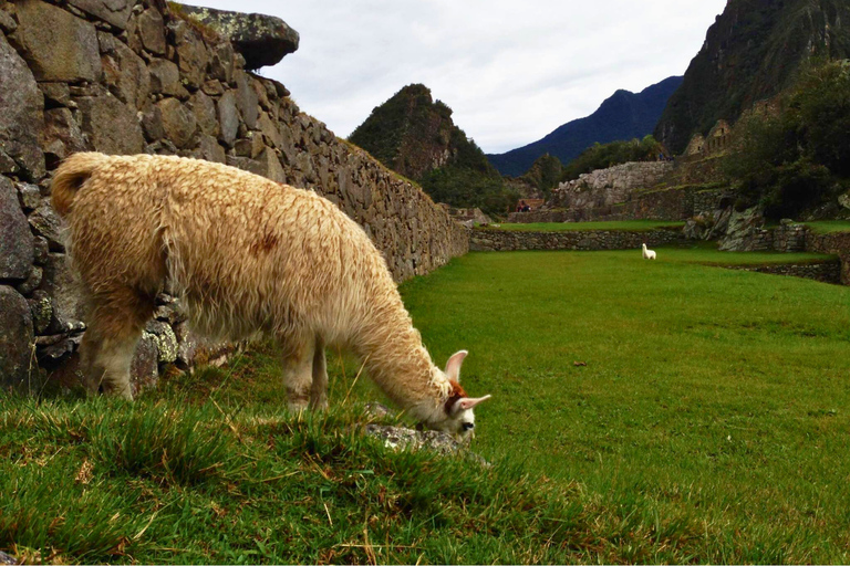 4 Days Inca Jungle Adventure to Machu Picchu