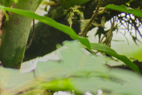 Monteverde: Cloud Forest Guided Walk