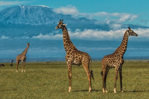 Nairobi : 3 jours d'excursion dans le parc national d'Amboseli