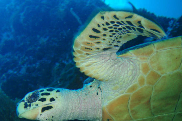 From Phi Phi: Beginner Scuba Diving Day Trip with 2 Dives Morning Scuba (2 Dives)