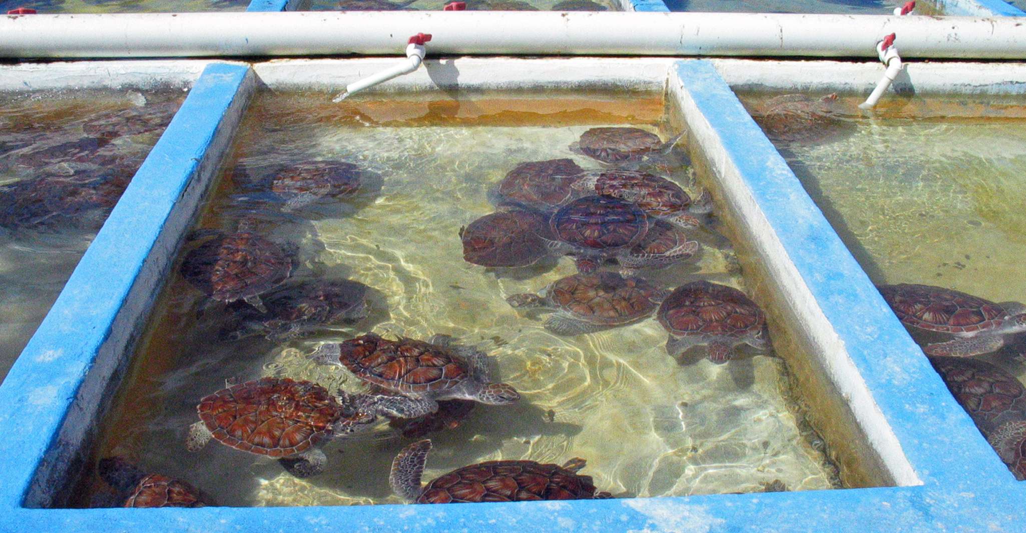 Grand Cayman, West Island Rondleiding met toegangskaarten - Hizvo