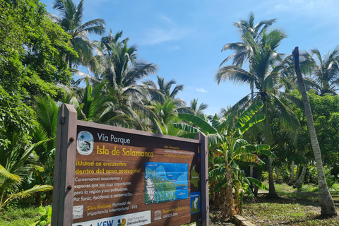 Get to know the beauty of the Salamanca Island's Lathe Swamp