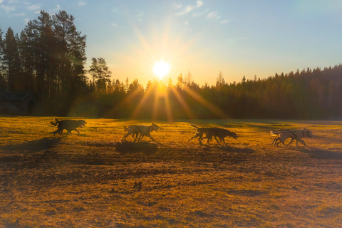 Rovaniemi: Autumn Husky Cart Ride with Hot Drink & Pickup