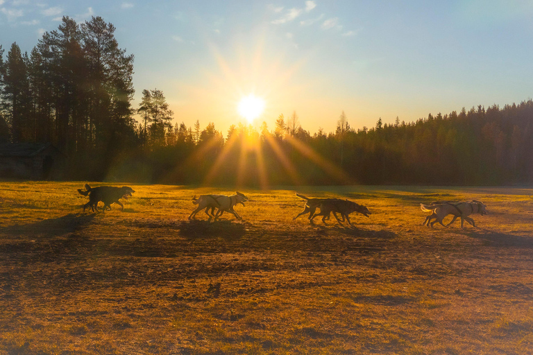 Rovaniemi: Autumn Husky Cart Ride with Hot Drink & Pickup