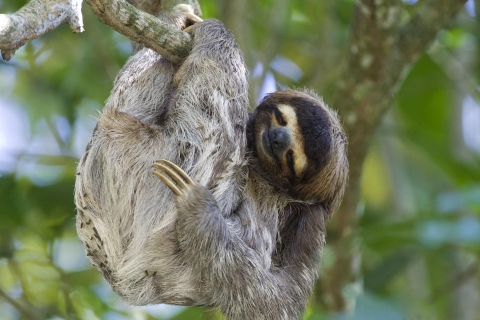 Sloth Search