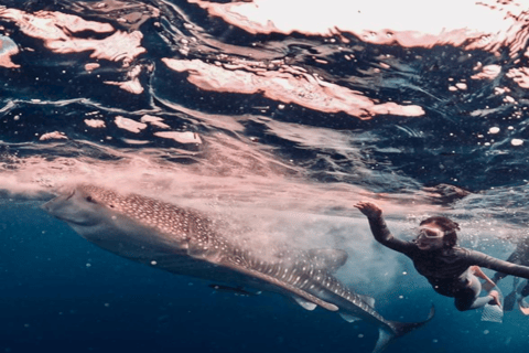 From Lombok: Kanawa Island and Whale Shark Tour with Meals