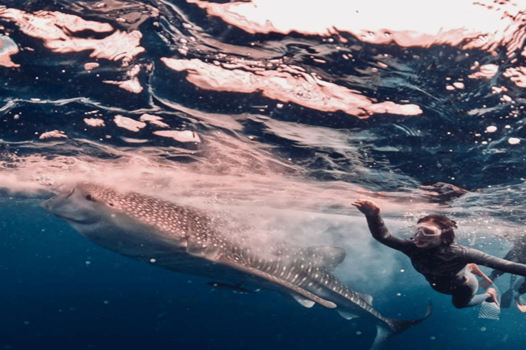 From Lombok: Kanawa Island and Whale Shark Tour with Meals