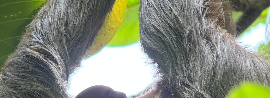 Visite du parc national Manuel Antonio depuis Uvita