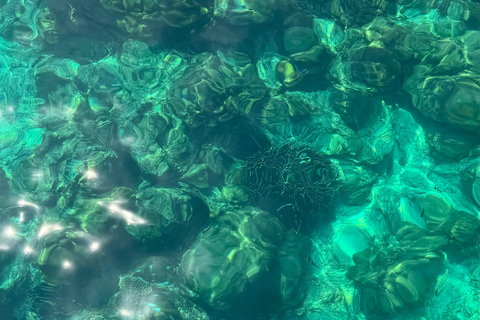 Depuis l&#039;île de Phi Phi : Excursion d&#039;une demi-journée en bateau rapide