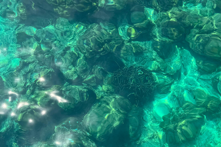 Depuis l&#039;île de Phi Phi : Excursion d&#039;une demi-journée en bateau rapide