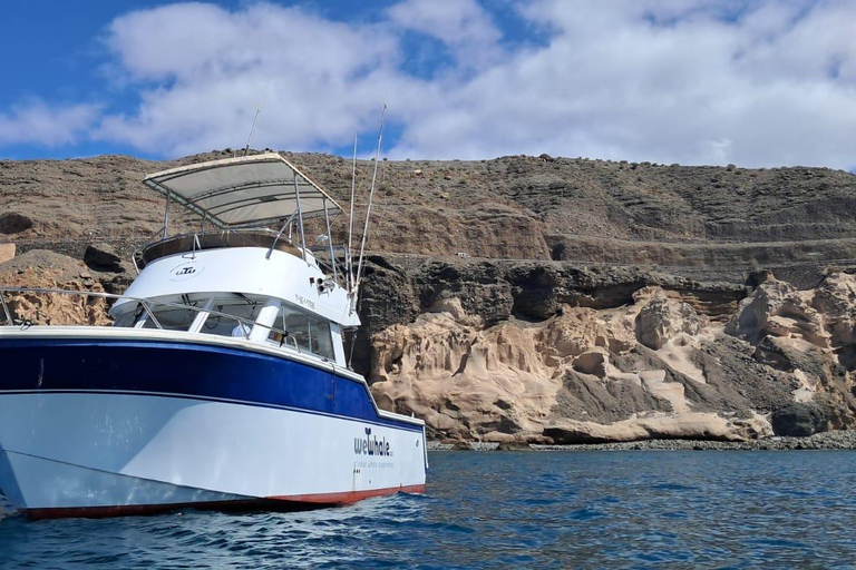 Gran Canaria: Ekologisk båttur för delfinsafari i liten gruppGran Canaria: Ekologisk båttur för att se delfiner i liten grupp