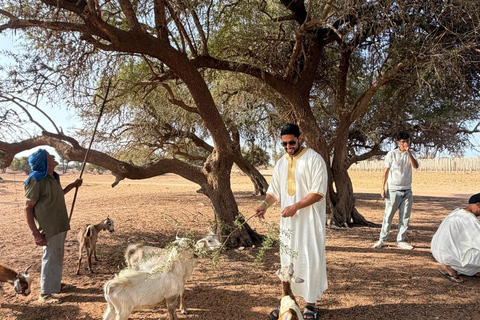 Agadir: Spotting goats in the Argan trees and visit to Crocoparc