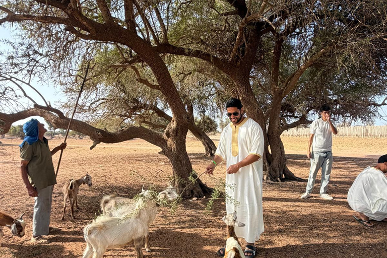 Agadir: Spotting goats in the Argan trees and visit to Crocoparc