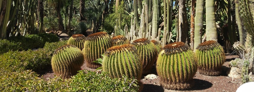 Alicante : Palmeraie classée au patrimoine mondial de l'UNESCO + visite du jardin artistique