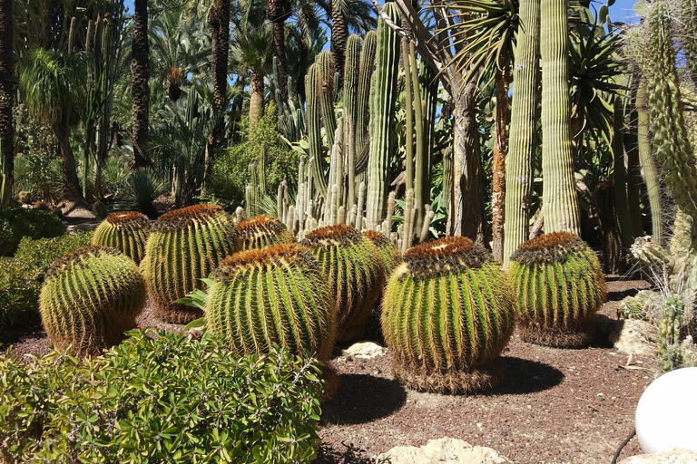 Vanuit Alicante: Tour naar de Nationale Botanische Tuin