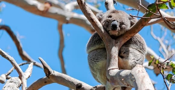 From Melbourne: Great Ocean Road Day Trip with Koalas
