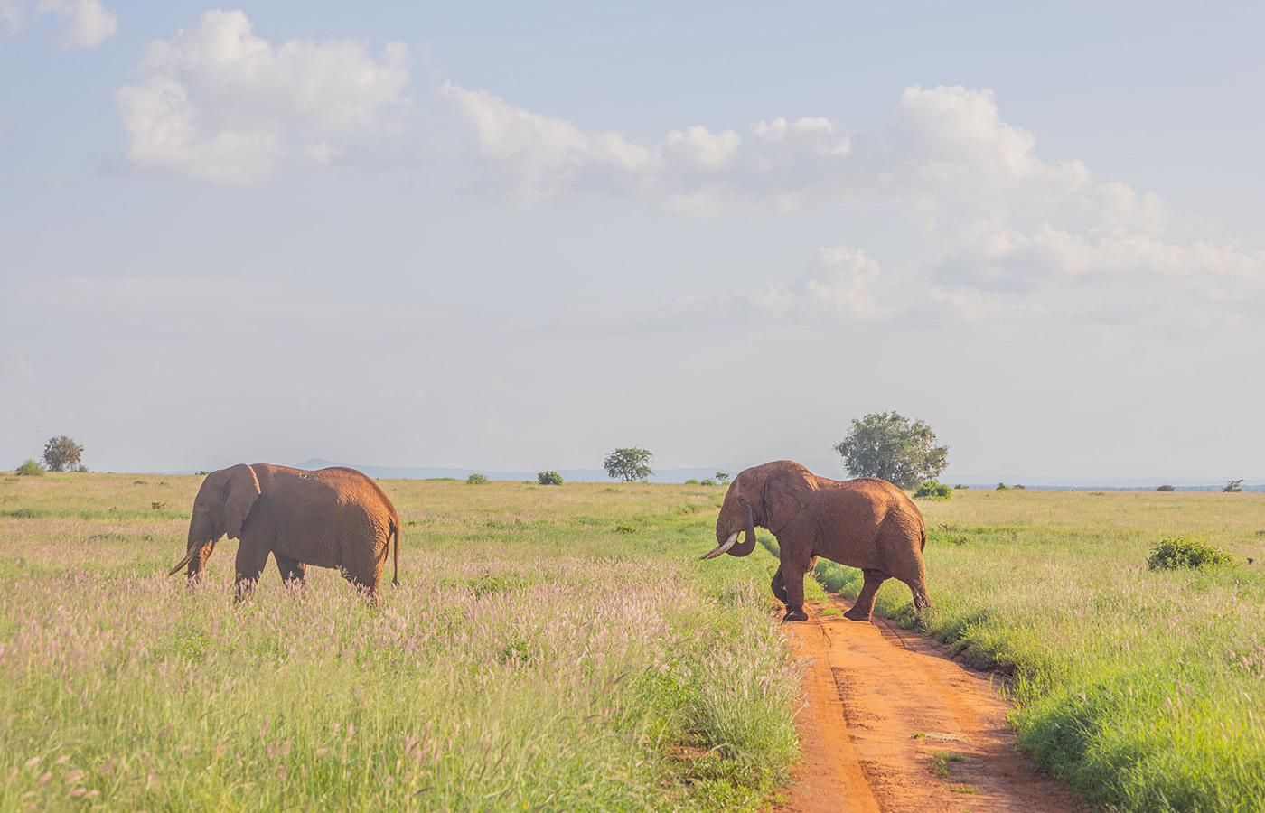 Von Mombasa/Diani: 3-tägige Tsavo Ost-Tsavo West Parksafari