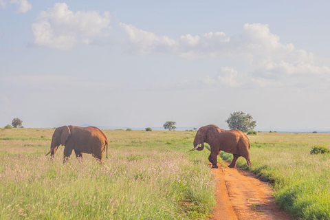 Von Mombasa/Diani: Saltlick Taita Hills Sanctuary Safari